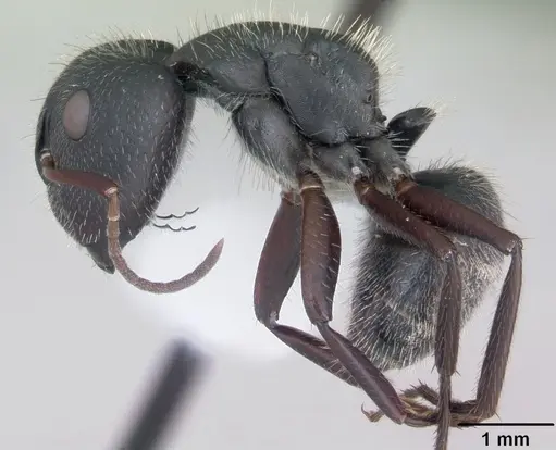 Camponotus crassus specimen