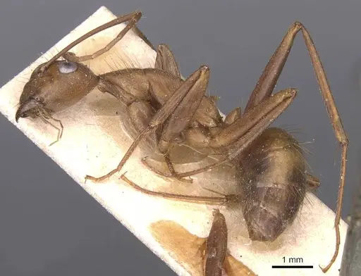 Camponotus crawleyi specimen