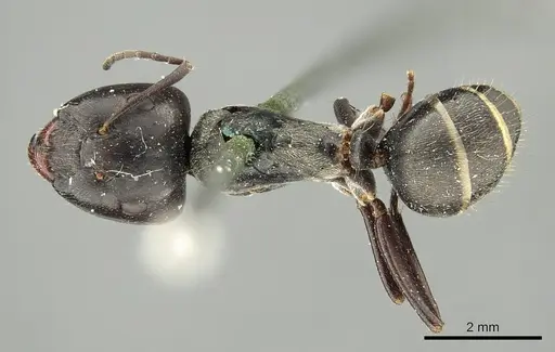 Camponotus crenatus specimen