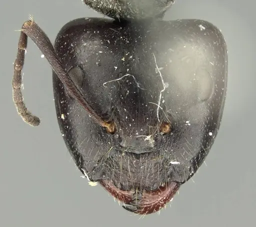 Camponotus crenatus specimen