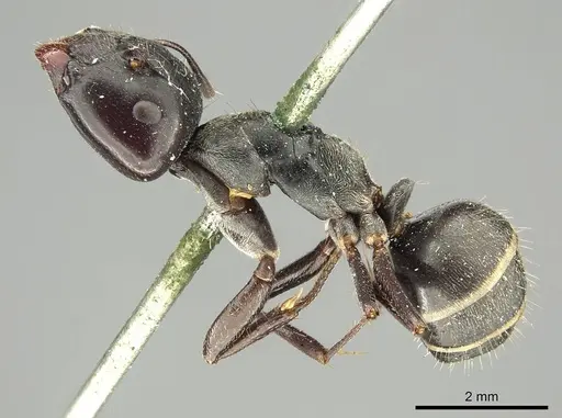 Camponotus crenatus specimen