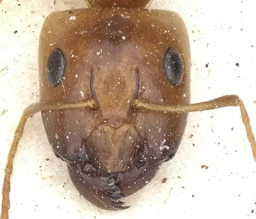 Camponotus crepusculi specimen