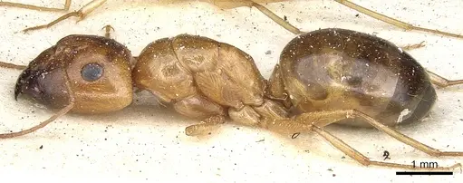 Camponotus crepusculi specimen