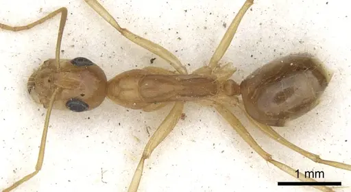 Camponotus crepusculi - CASENT0903492