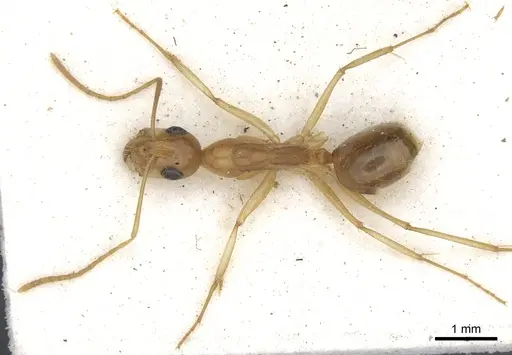 Camponotus crepusculi - CASENT0903492