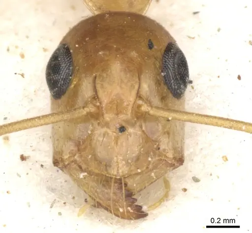 Camponotus crepusculi - CASENT0903492