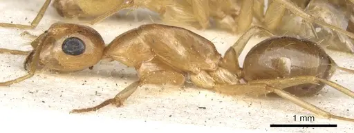 Camponotus crepusculi - CASENT0903492