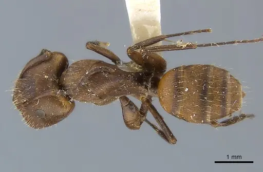 Camponotus cressoni specimen