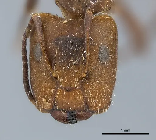Camponotus cressoni specimen