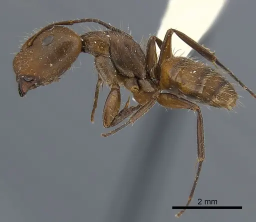 Camponotus cressoni specimen