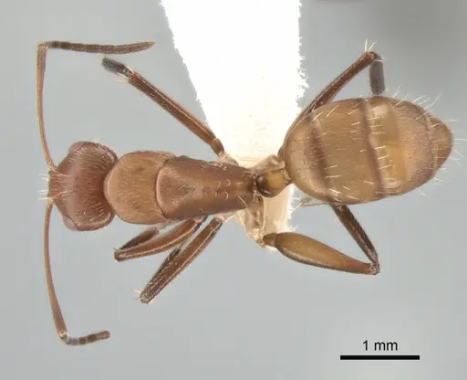 Camponotus cressoni - CASENT0882031