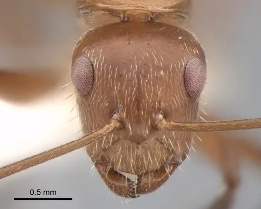 Camponotus cressoni - CASENT0882031