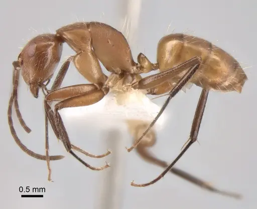 Camponotus cressoni - CASENT0882031