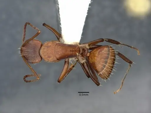 Camponotus cressoni - CASENT0882032