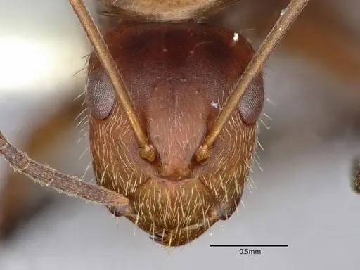 Camponotus cressoni - CASENT0882032