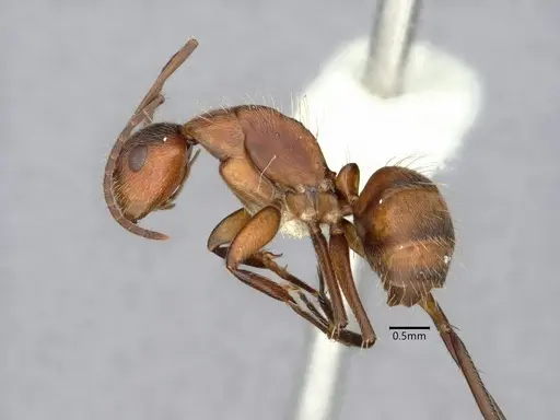 Camponotus cressoni - CASENT0882032