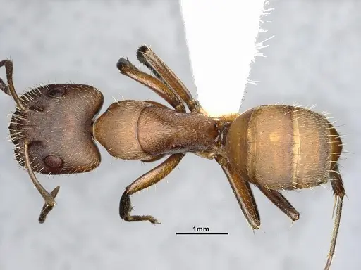 Camponotus cressoni - CASENT4032228