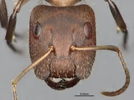 Camponotus cressoni - CASENT4032228