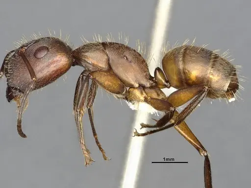 Camponotus cressoni - CASENT4032228