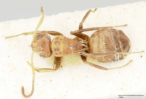 Camponotus cressoni - FOCOL0421