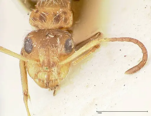 Camponotus cressoni - FOCOL0421