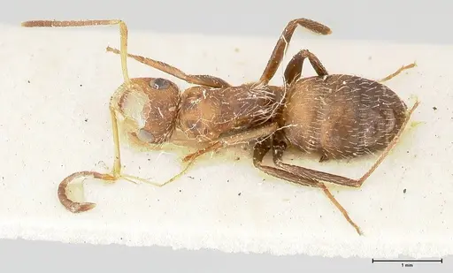 Camponotus cressoni - FOCOL0422