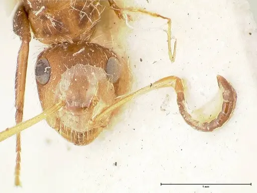 Camponotus cressoni - FOCOL0422