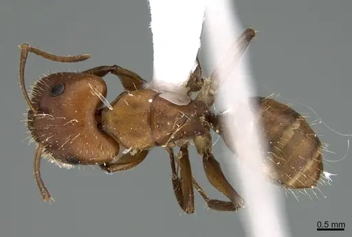 Camponotus cressoni - UTEPENTO26088