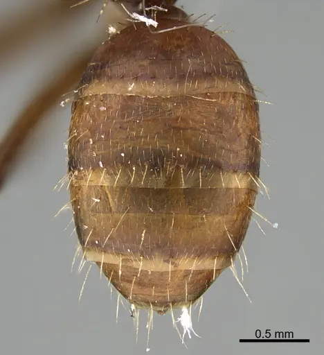 Camponotus cressoni - UTEPENTO26088