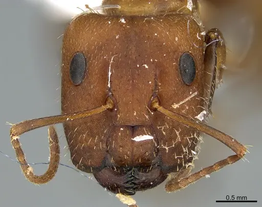 Camponotus cressoni - UTEPENTO26088