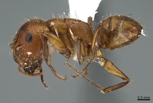 Camponotus cressoni - UTEPENTO26088