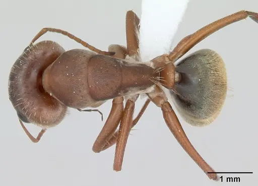 Camponotus crispulus specimen