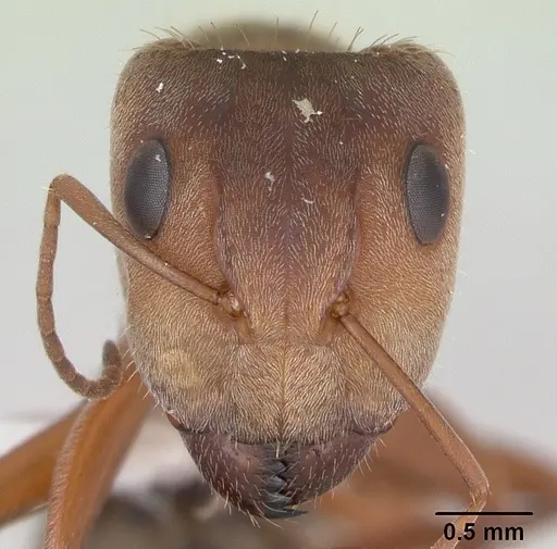 Camponotus crispulus specimen