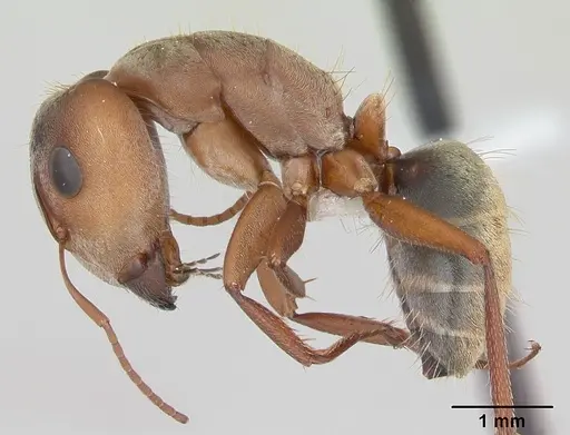 Camponotus crispulus specimen