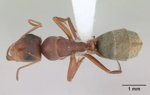 Camponotus crispulus - CASENT0173409