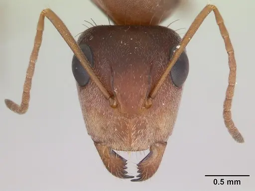Camponotus crispulus - CASENT0173409