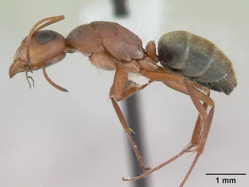 Camponotus crispulus - CASENT0173409