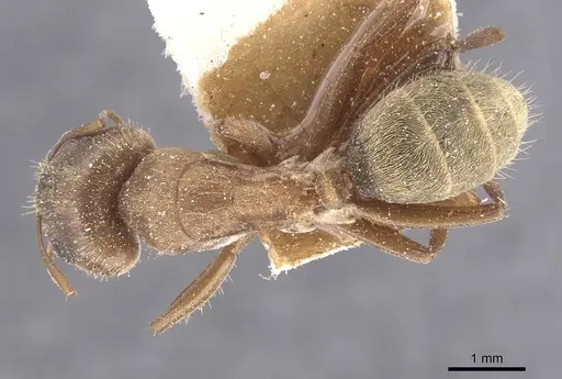 Camponotus crispulus - CASENT0911674