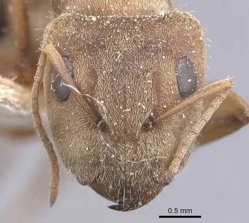 Camponotus crispulus - CASENT0911674