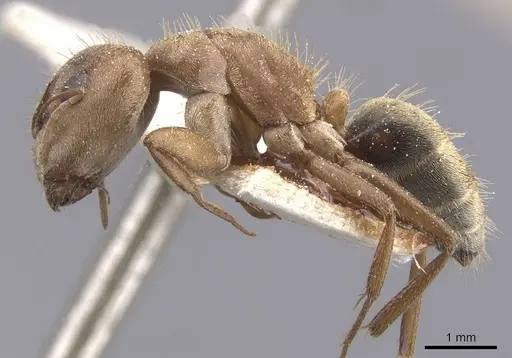 Camponotus crispulus - CASENT0911674