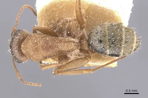 Camponotus crispulus - CASENT0911675