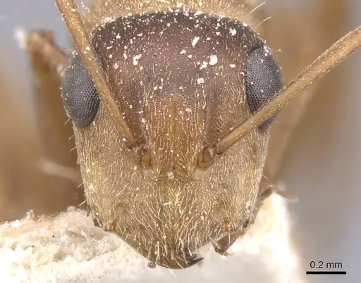 Camponotus crispulus - CASENT0911675