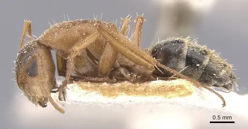 Camponotus crispulus - CASENT0911675