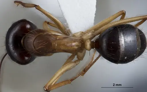 Camponotus crozieri specimen