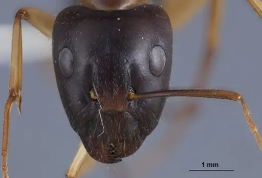 Camponotus crozieri specimen