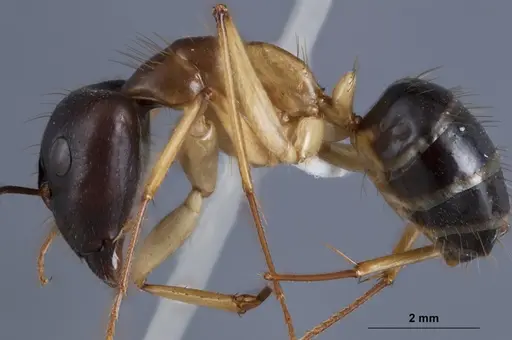Camponotus crozieri specimen