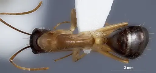 Camponotus crozieri - ANTWEB1041384