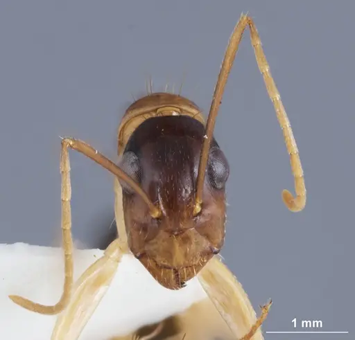 Camponotus crozieri - ANTWEB1041384
