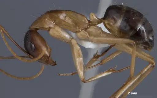 Camponotus crozieri - ANTWEB1041384