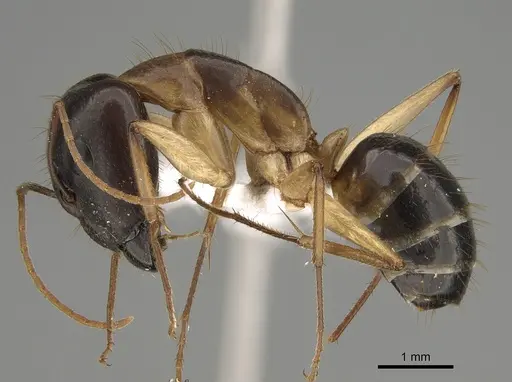 Camponotus crozieri - CASENT0887736